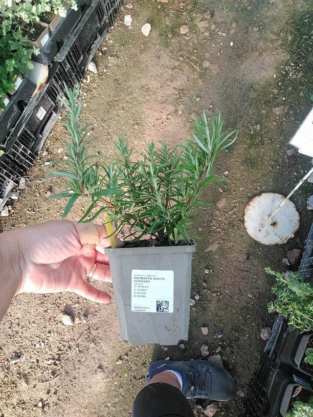 Romero Hishtil Perigord - 19. 8. 2025