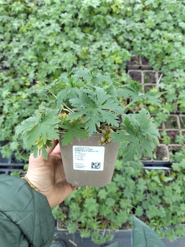 Kakost luční Painter’s Palette - 21. 4. 2026