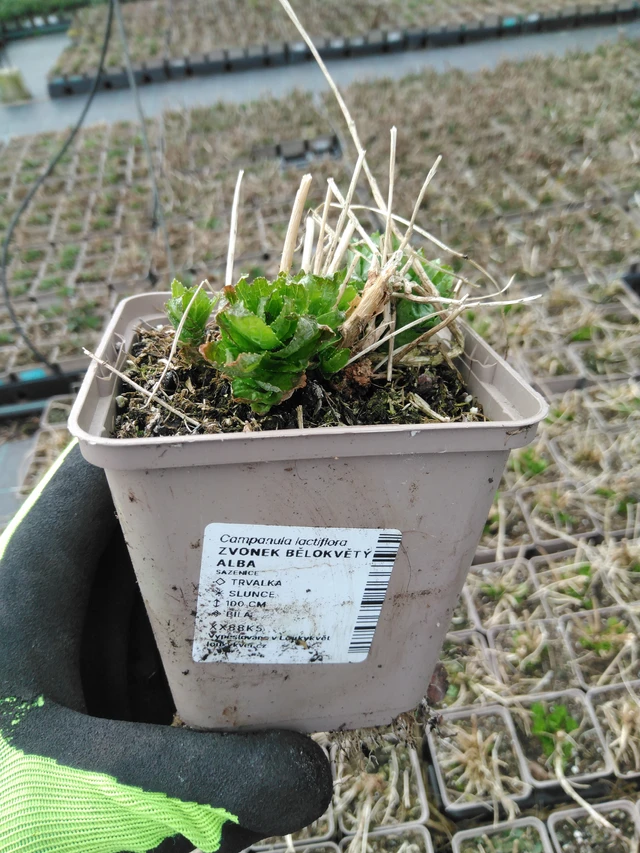 Kellokukka bělokvětý Alba - 8. 4. 2025