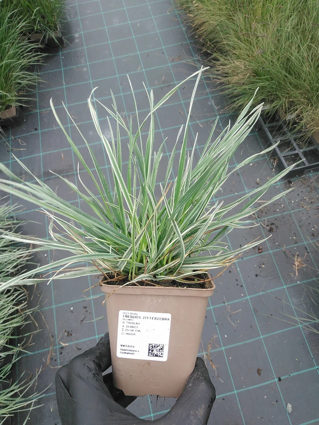 Třeslice Zitterzebra - 4. 8. 2025