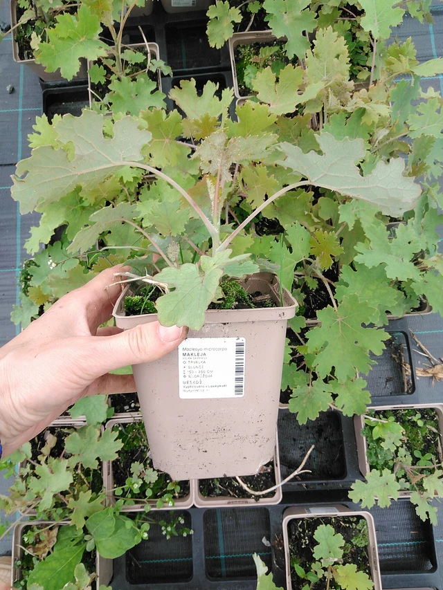 Macleaya - 9. 6. 2025