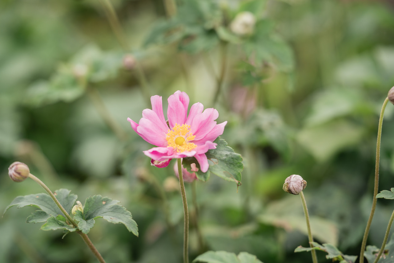 Szellőrózsa Prinz Heinrich, Loukykvět