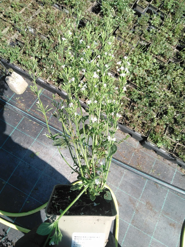 Mirrinminttu White Cloud - 19. 8. 2025