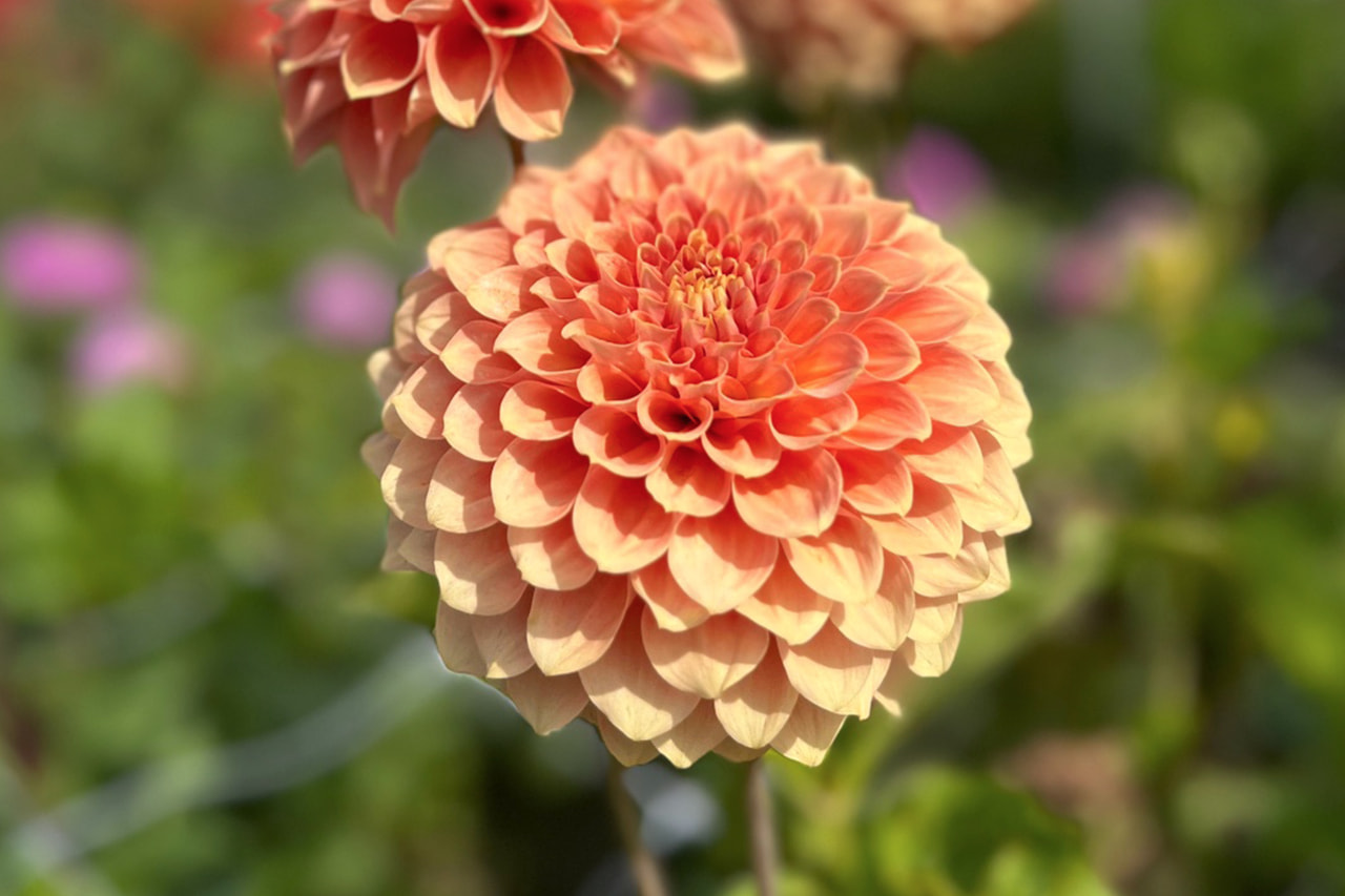 Dalia Freeman, Loukykvět