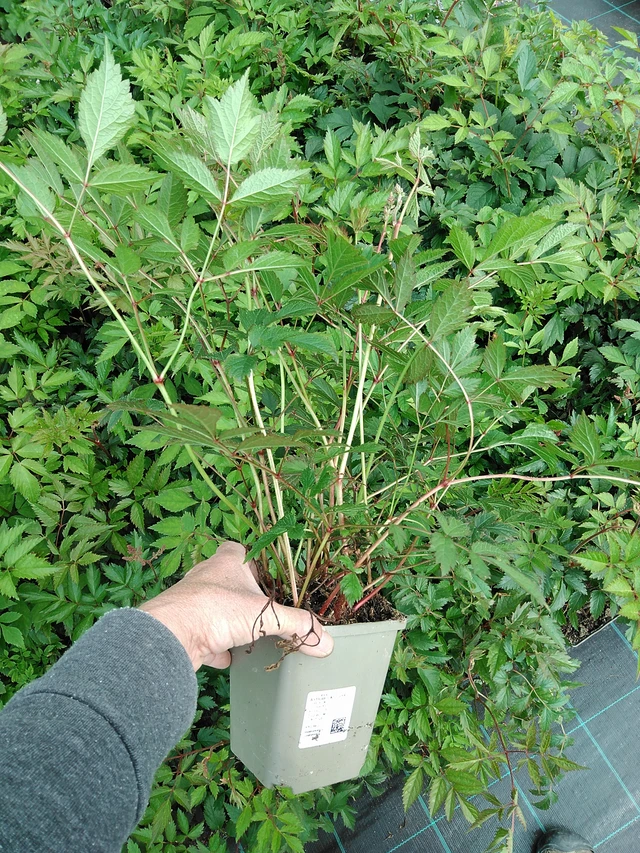 Astilbe Cattleya - 9. 6. 2025