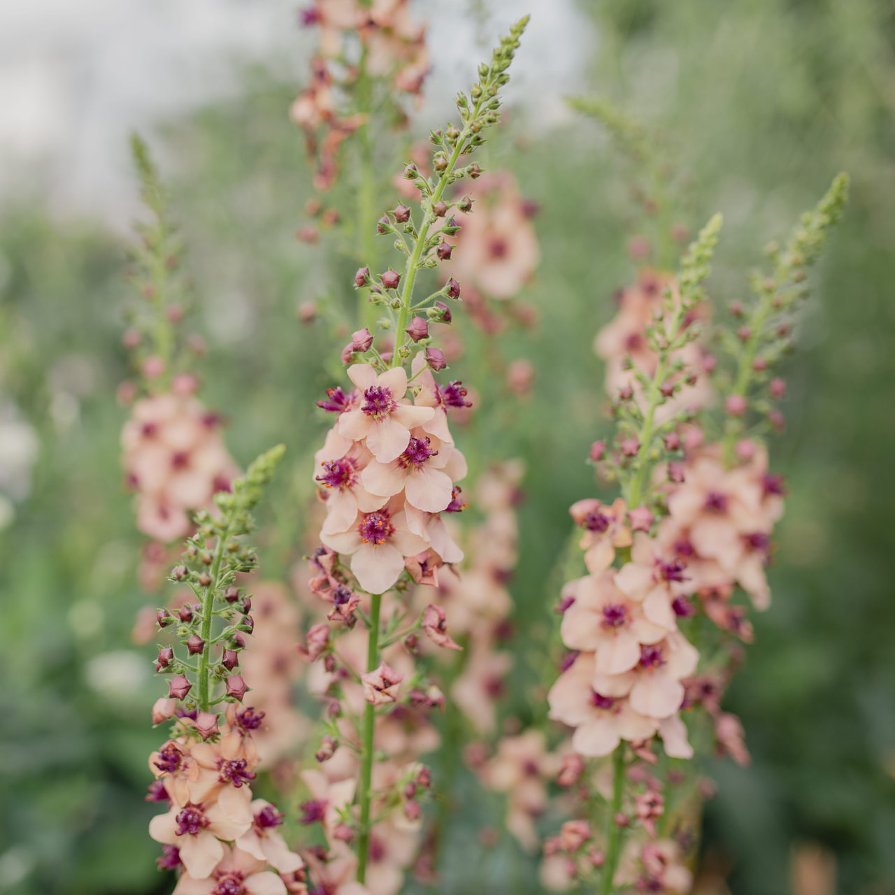 Divizna Southern Charm, Loukykvět