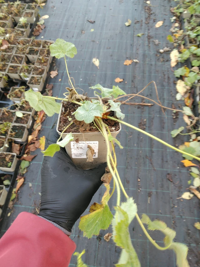 Kontryhel Irish Silk - 31. 10. 2025