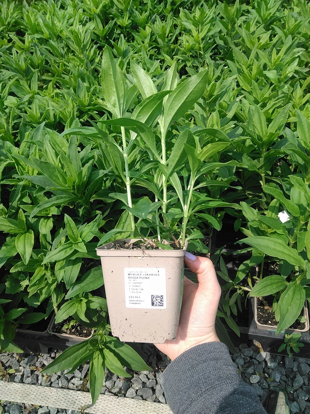 Saponaria officinalis Rosea Plena - 9. 6. 2025