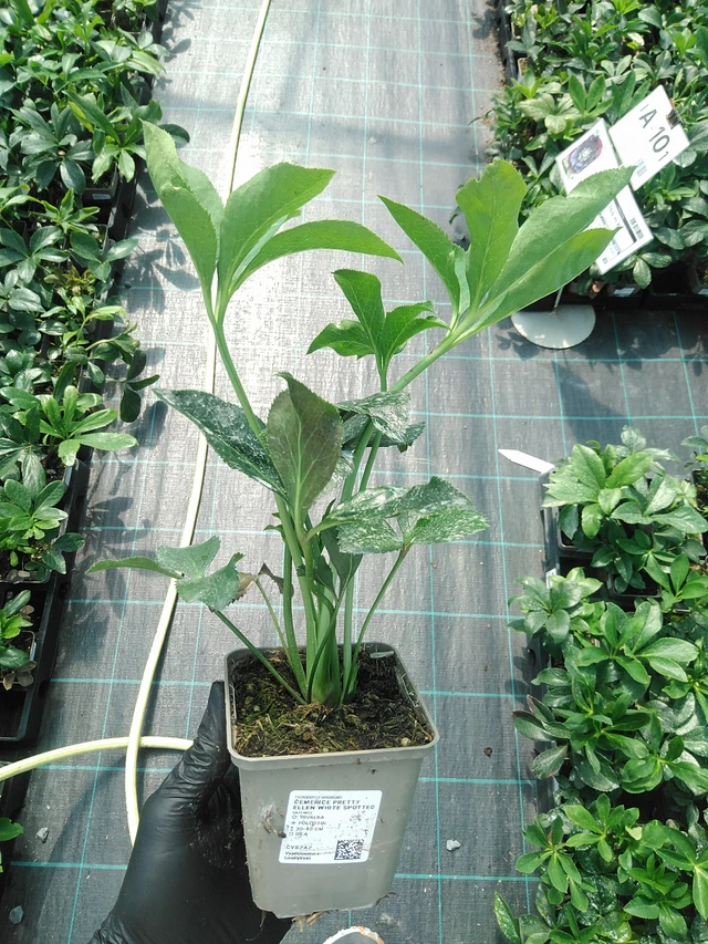 Hellebore Pretty Ellen White Spotted - 19. 8. 2025