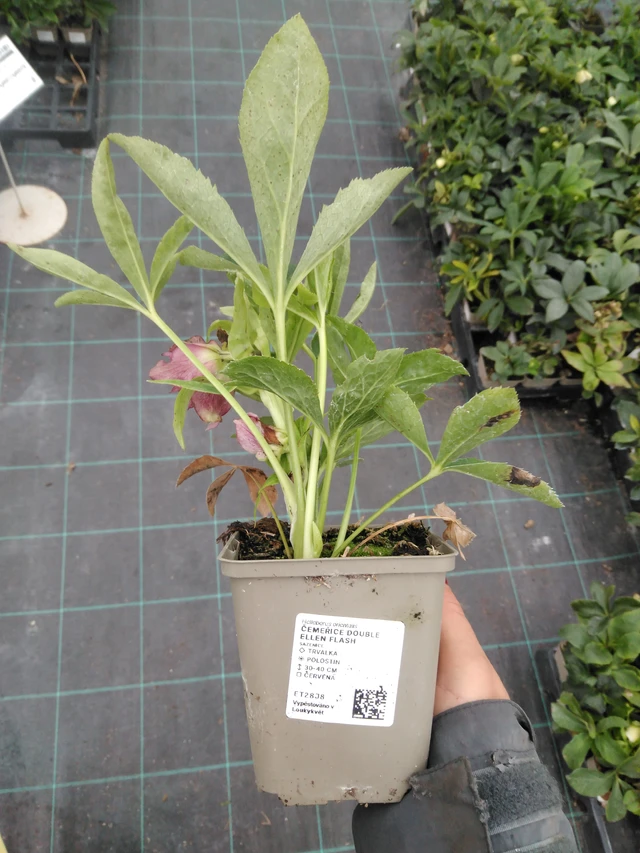 Julros Double Ellen Flash - 10. 9. 2025