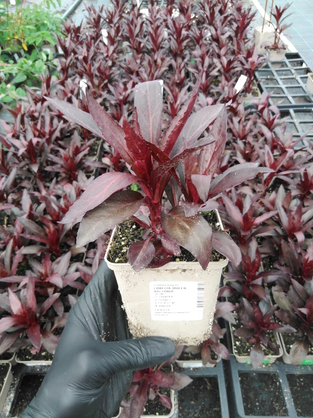 Lobelia Queen Victoria - 2024