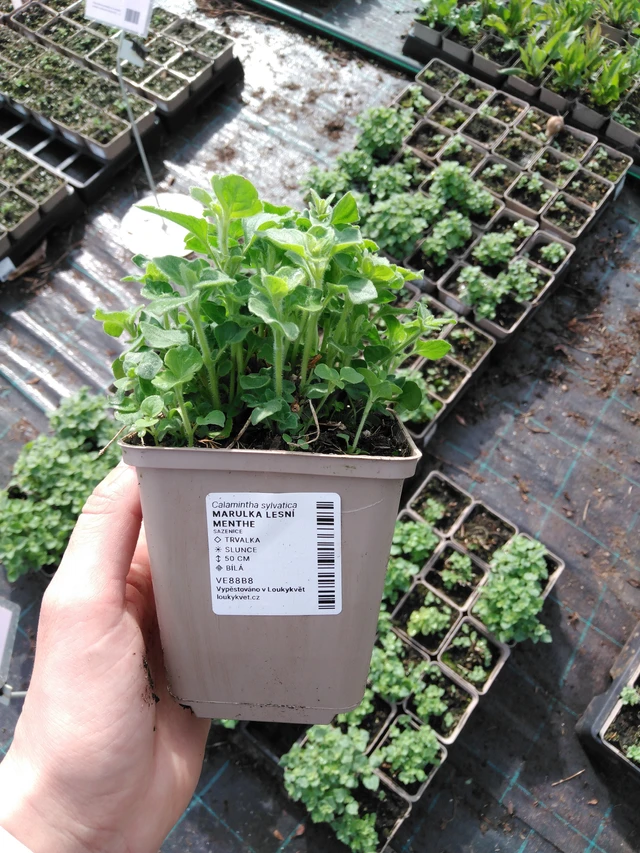 Myskimalva Menthe - 2024