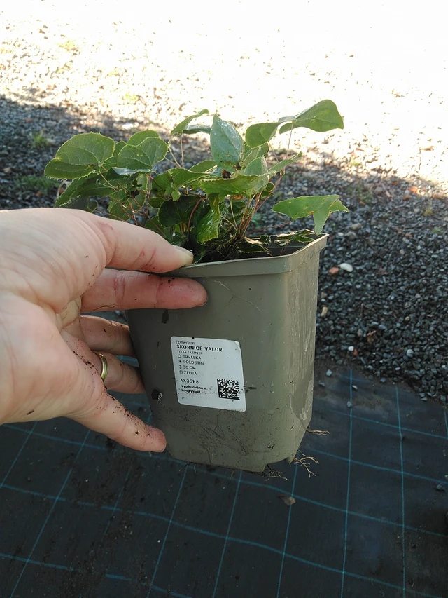 Barrenwort Valor - 19. 8. 2025