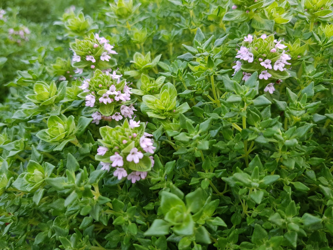 Mateřídouška Rose, Loukykvět