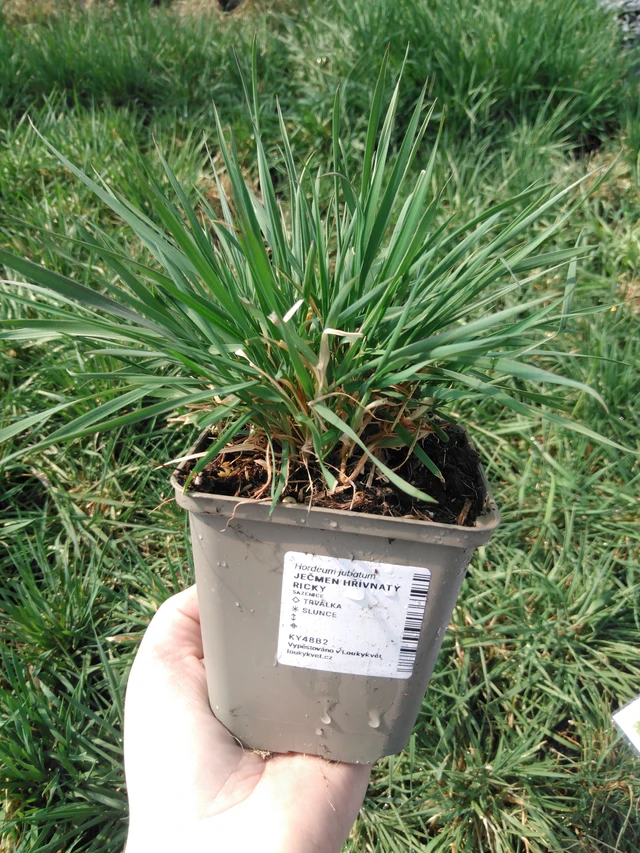 Jouhiheinä Ricky - 3. 4. 2025