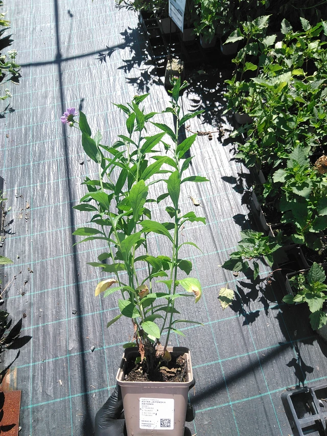 Aster japonés Antonia - 19. 8. 2025