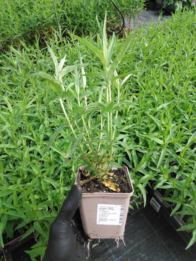 Rantakukka Swirl - 2024