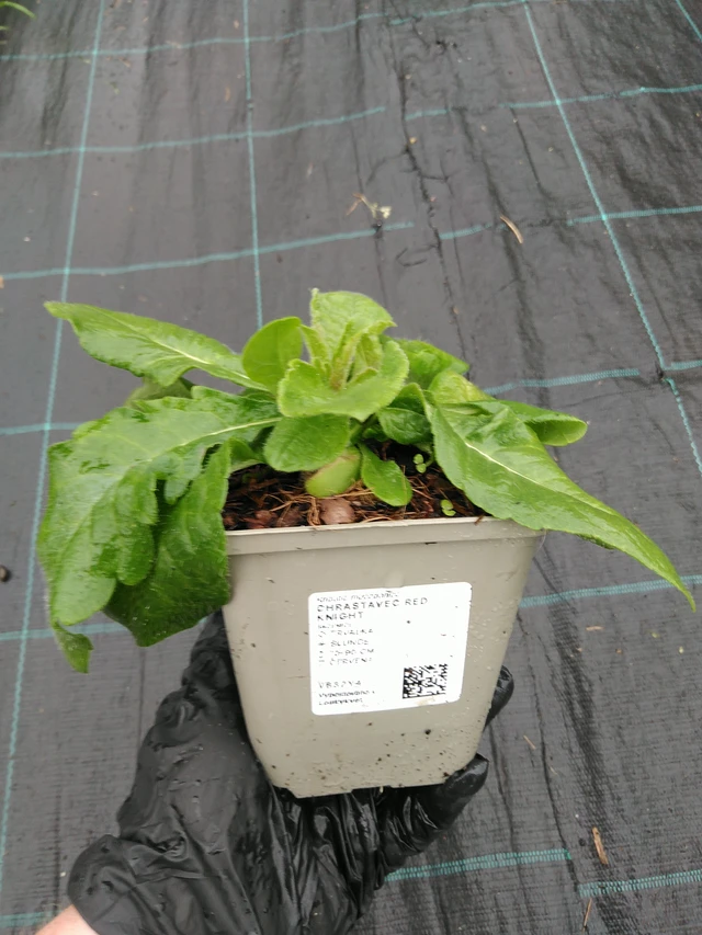 Scabiosa Red Knight - 10. 9. 2025