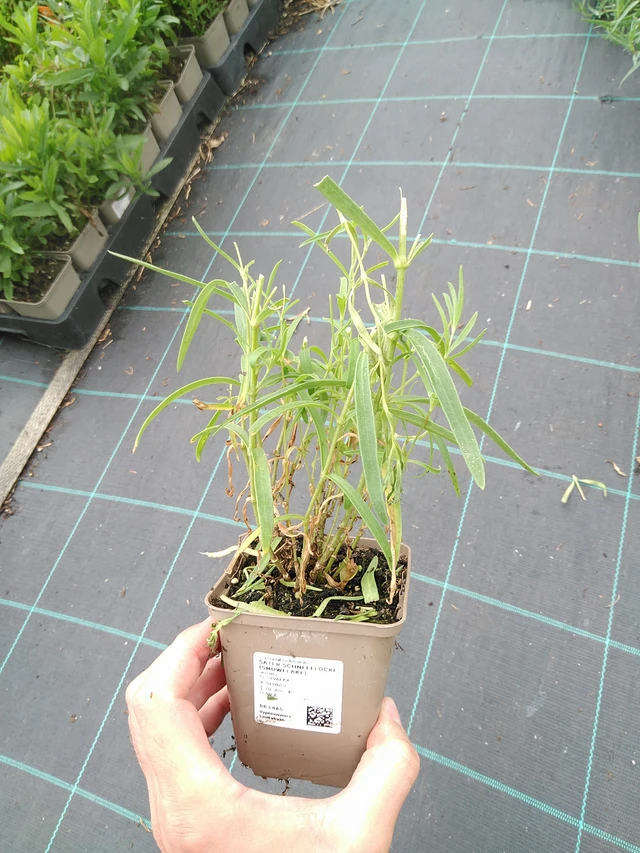 Morsiusharso Schneeflocke (Snowflake) - 21. 7. 2025