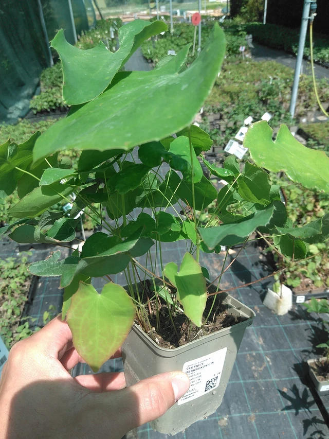 Epimedio Orangekönigin - 24. 6. 2025