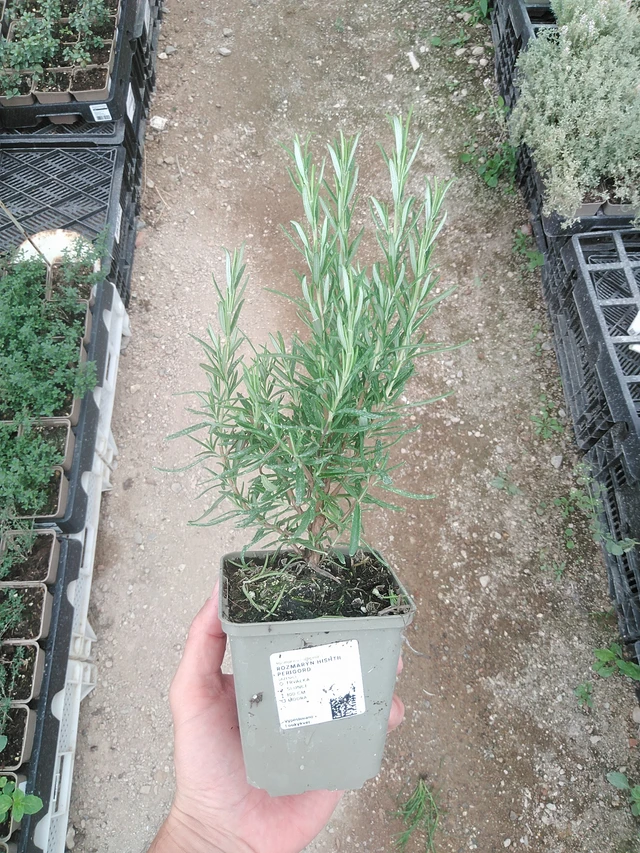 Romero Hishtil Perigord - 1. 8. 2025