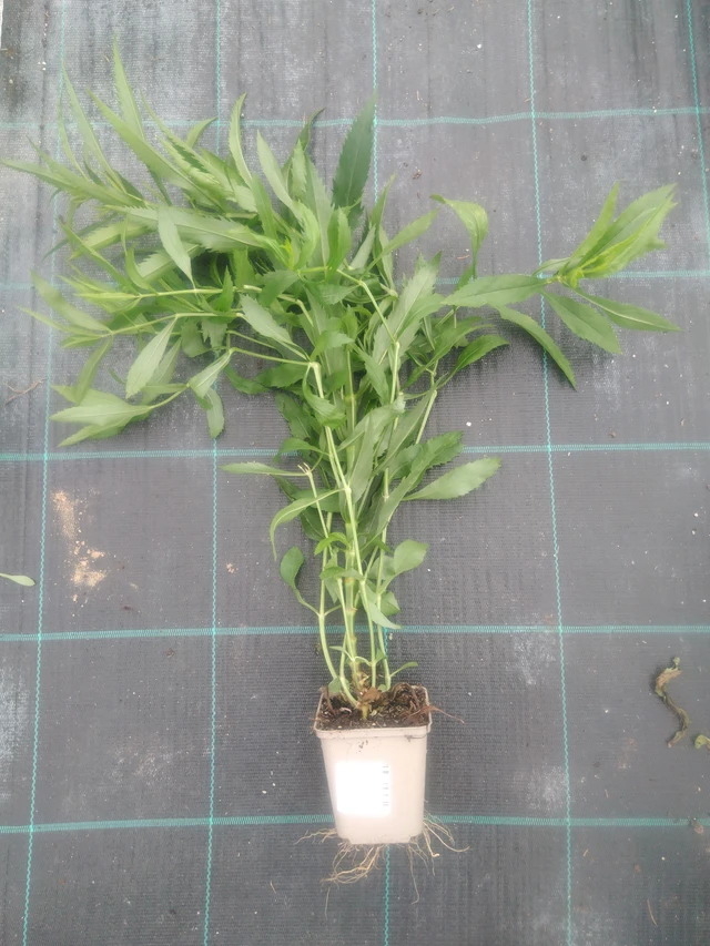 Řetězovka Vivid - 2024