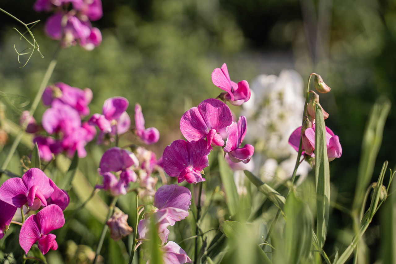 Hrachor Pink Pearl, Loukykvět