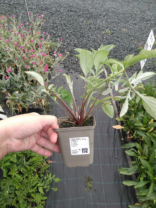 Aciano Bright Rose - 11. 7. 2025