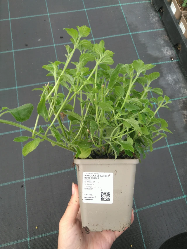 Hierba gatera Walker’s Low - 11. 7. 2025