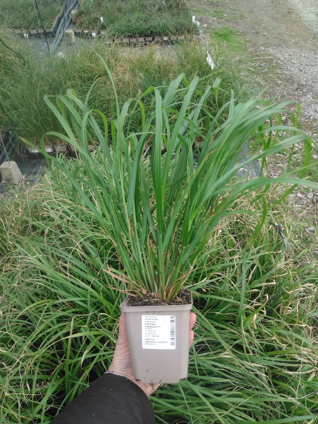 Dochan psárkovitý viridescens - 2024