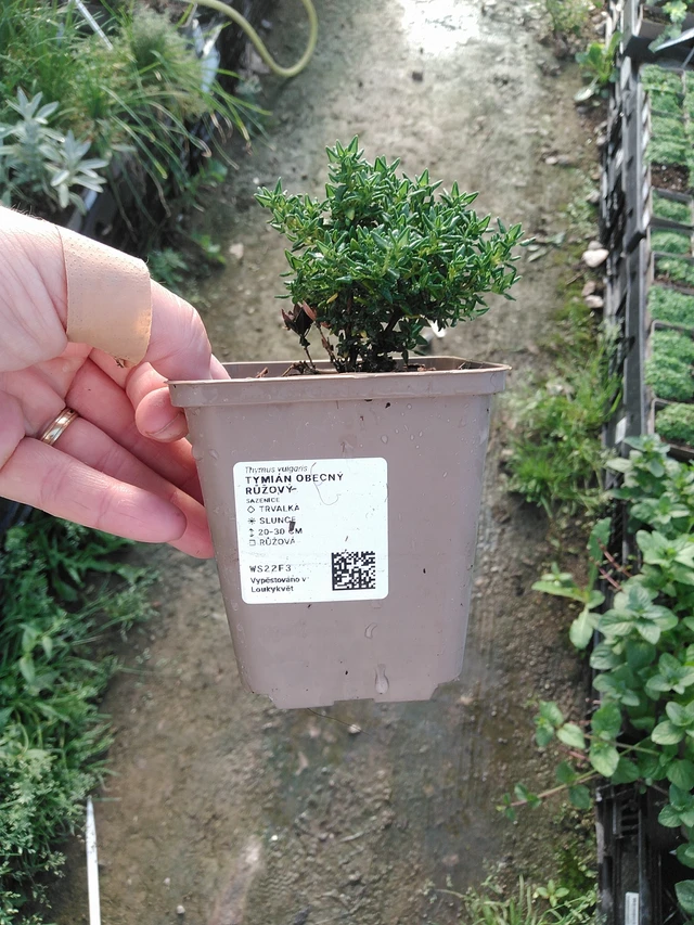 Timjami yleinen vaaleanpunainen - 19. 8. 2025