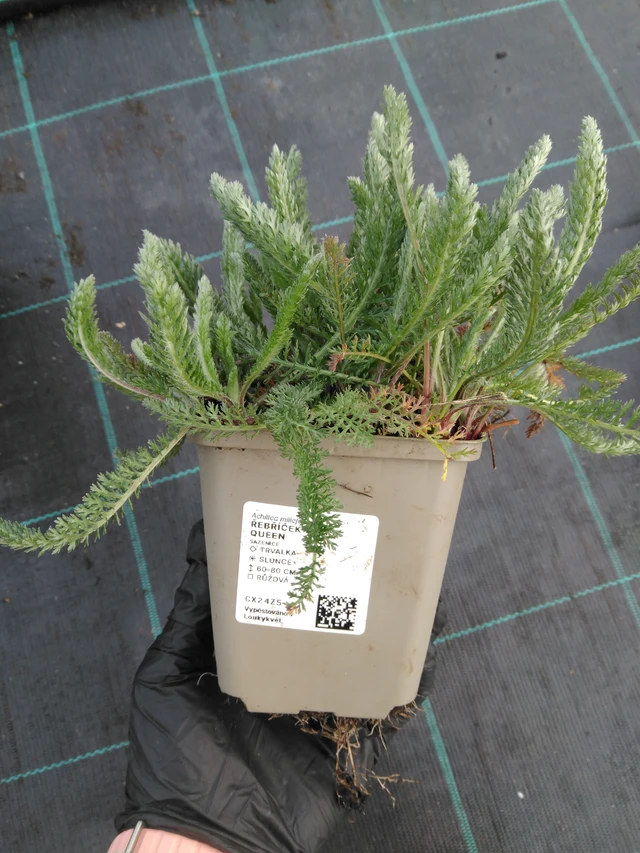 Cickafark Cerise Queen - 1. 4. 2026