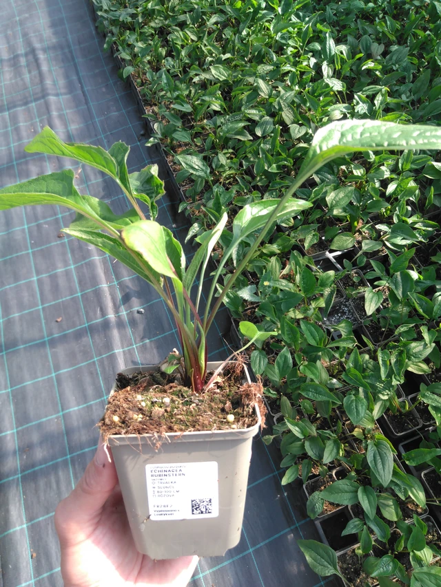 Echinacea Rubinstern - 20. 6. 2025