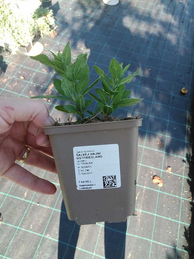 Šalvěj hajní Ostfriesland - 19. 8. 2025