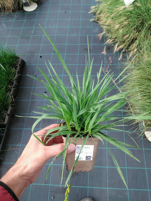 Třeslice Limouzi - 28. 7. 2025