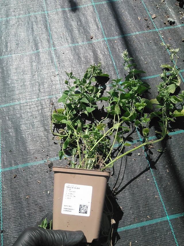 Šanta Alba - 19. 8. 2025