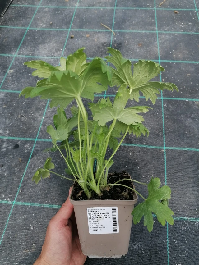 Delphinium Magic Fountains Dark Blue (White Bee) - 2024