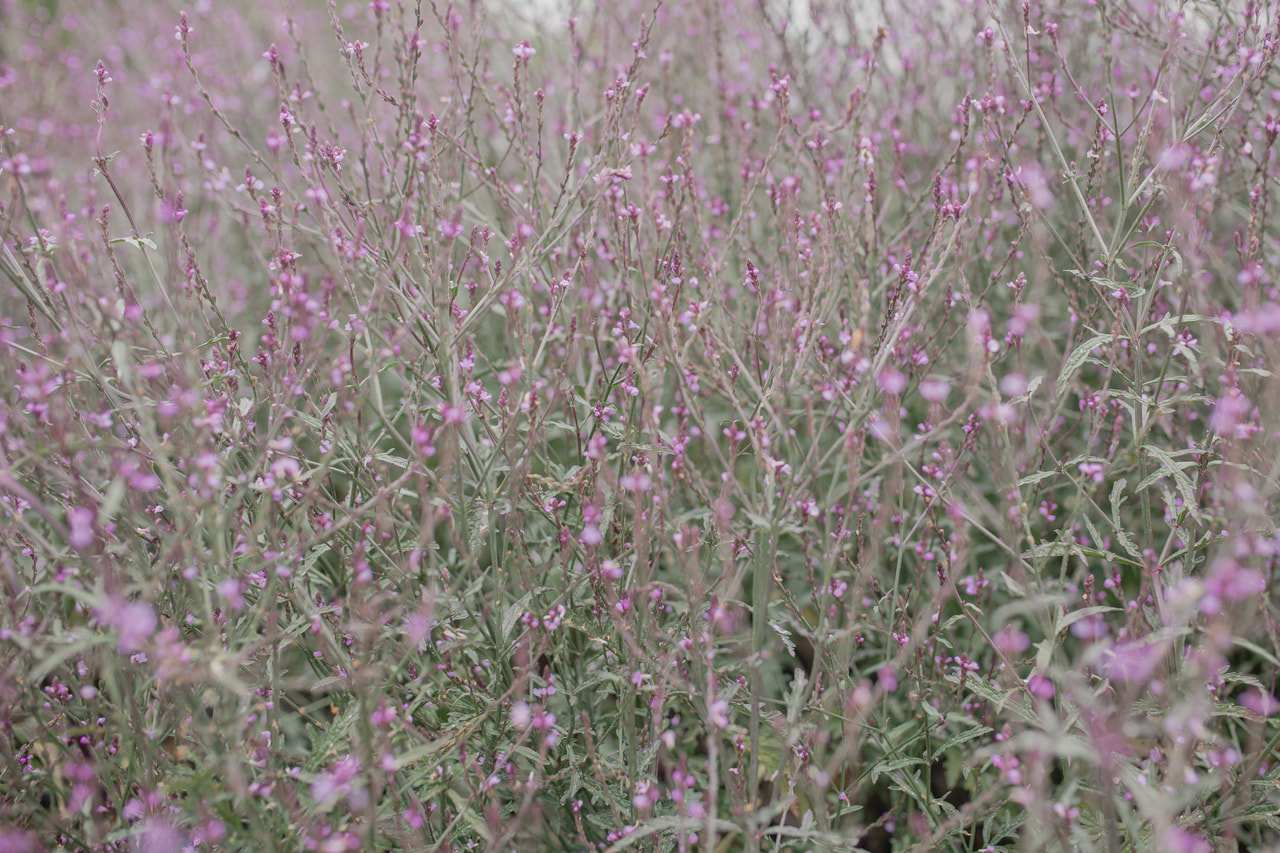 Verbena Bampton, Loukykvět