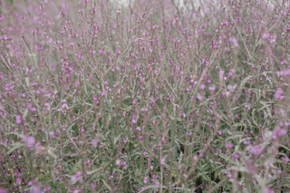 Verbena Bampton, Loukykvět