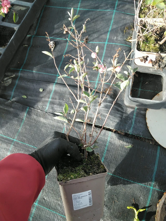 Pámelník Magical Ruby Falls - 31. 10. 2025