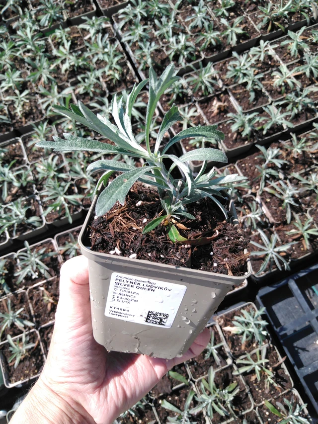 Wormwood Ludvíkův Silver Queen - 13. 5. 2025