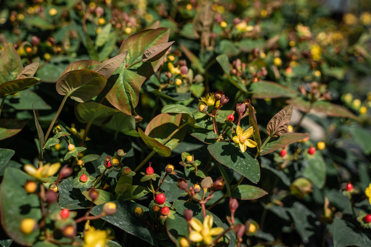 Johanniskraut Globo Raspberry, Loukykvět