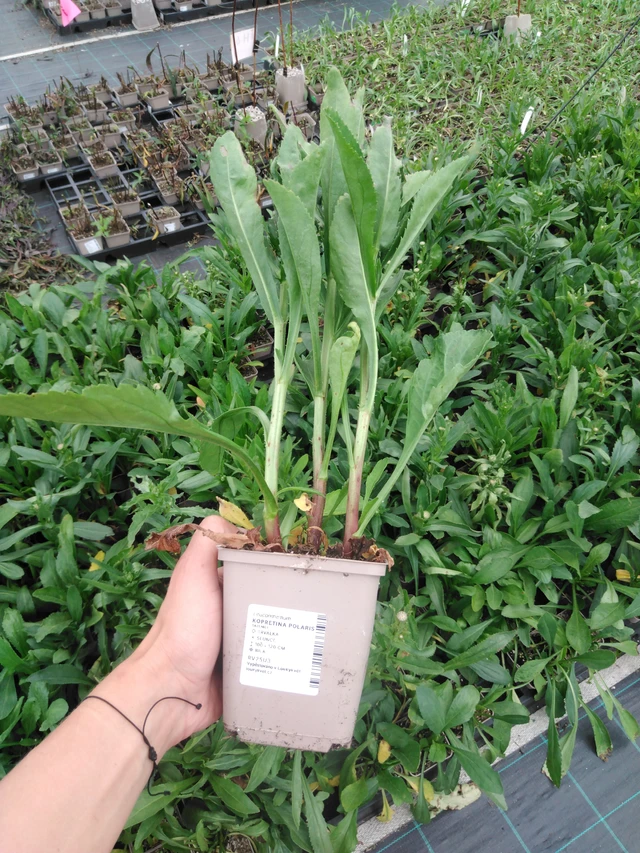 Kopretina Polaris - 2024