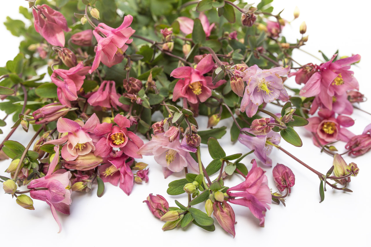 Orlíček Heidi, Loukykvět