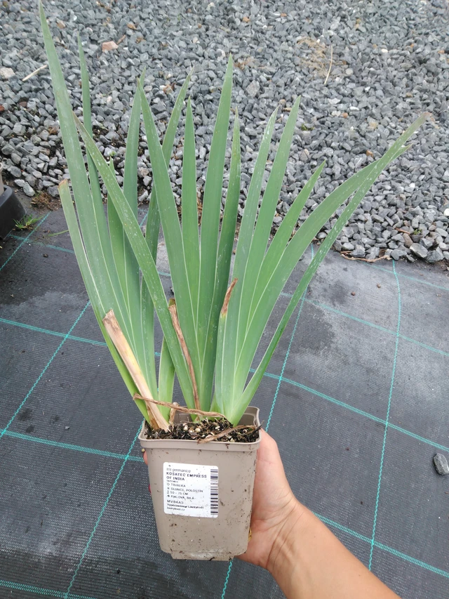 Iiris Empress of India - 10. 9. 2025