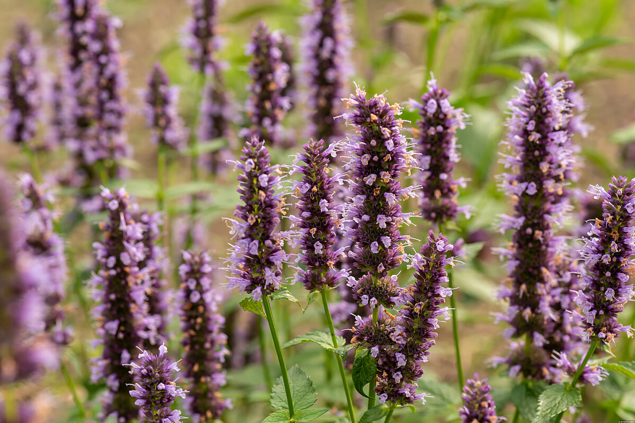 Agastache Black Adder, Loukykvět