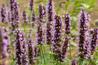 Agastache Black Adder, Loukykvět