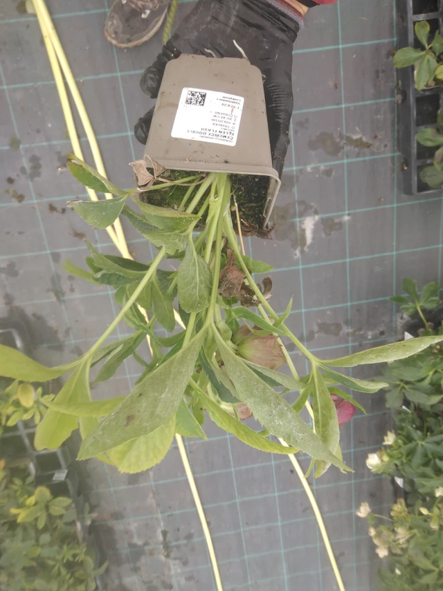 Julros Double Ellen Flash - 23. 10. 2025