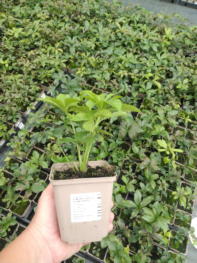 Eléboro Pretty Ellen Purple - 2024