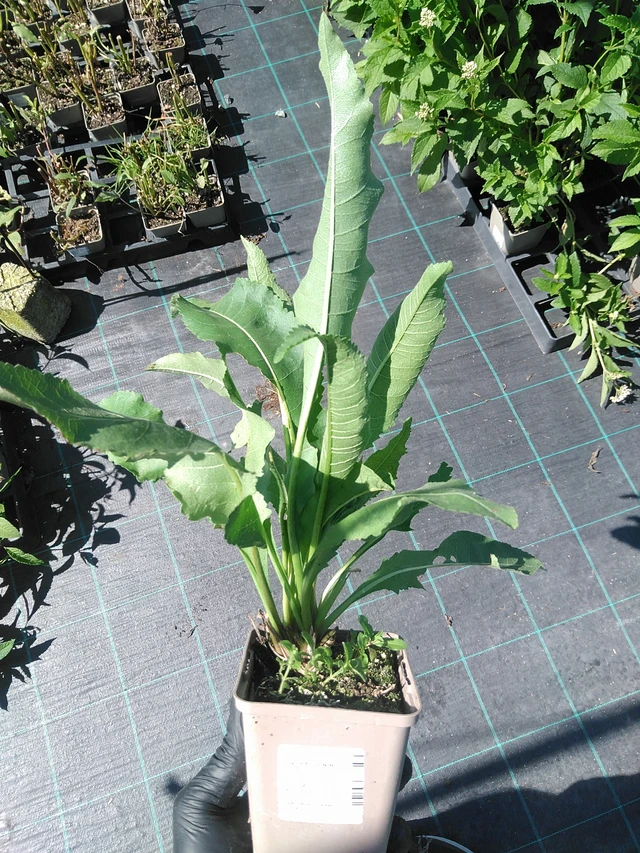 Villi kiina - 19. 8. 2025